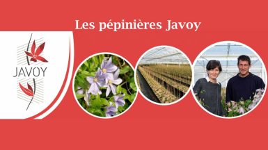 javoy-plantes-clematites JAF-info Jardinerie