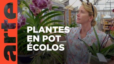 Video Thumbnail: Plantes d’intérieur : vers une production durable | ARTE Regards