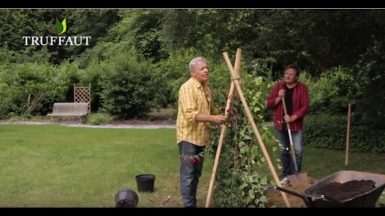 Fabriquer un support pour plantes grimpantes : ombre ou mi-ombre - Jardinerie Truffaut TV